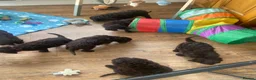Irish Water Spaniel dogs for sale: Irish Water Spaniels  in Bishop Auckland - Advert 28