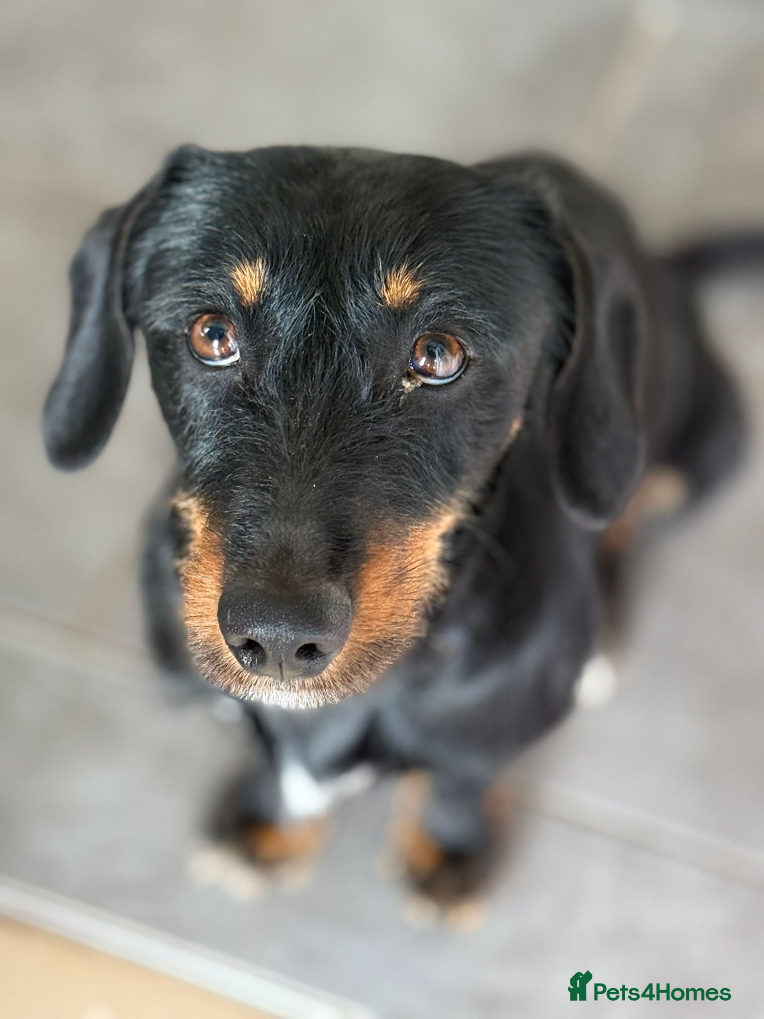 Mixed Breed dogs Lovely Cooper ready for his home! - Advert 18