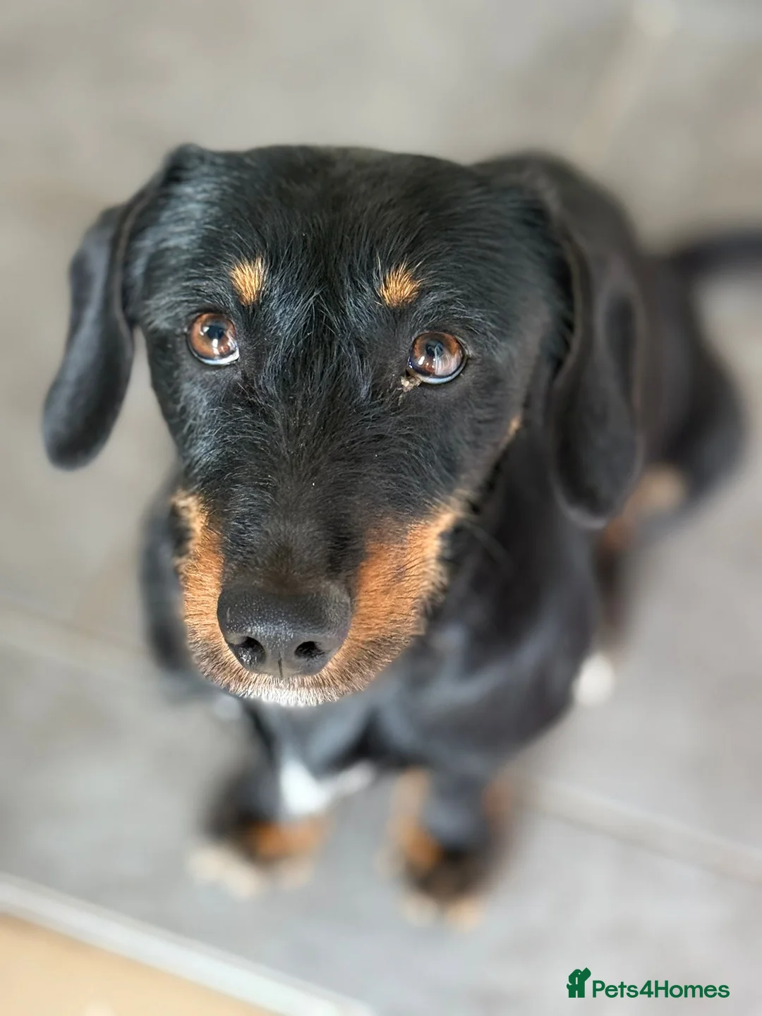 Mixed Breed dogs for adoption: Lovely Cooper ready for his home! - Advert 1