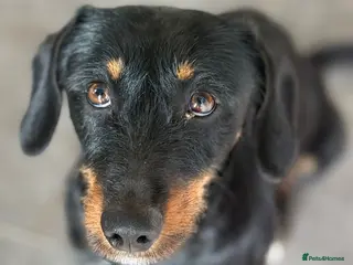 Mixed Breed dogs Lovely Cooper ready for his home! - Advert 18