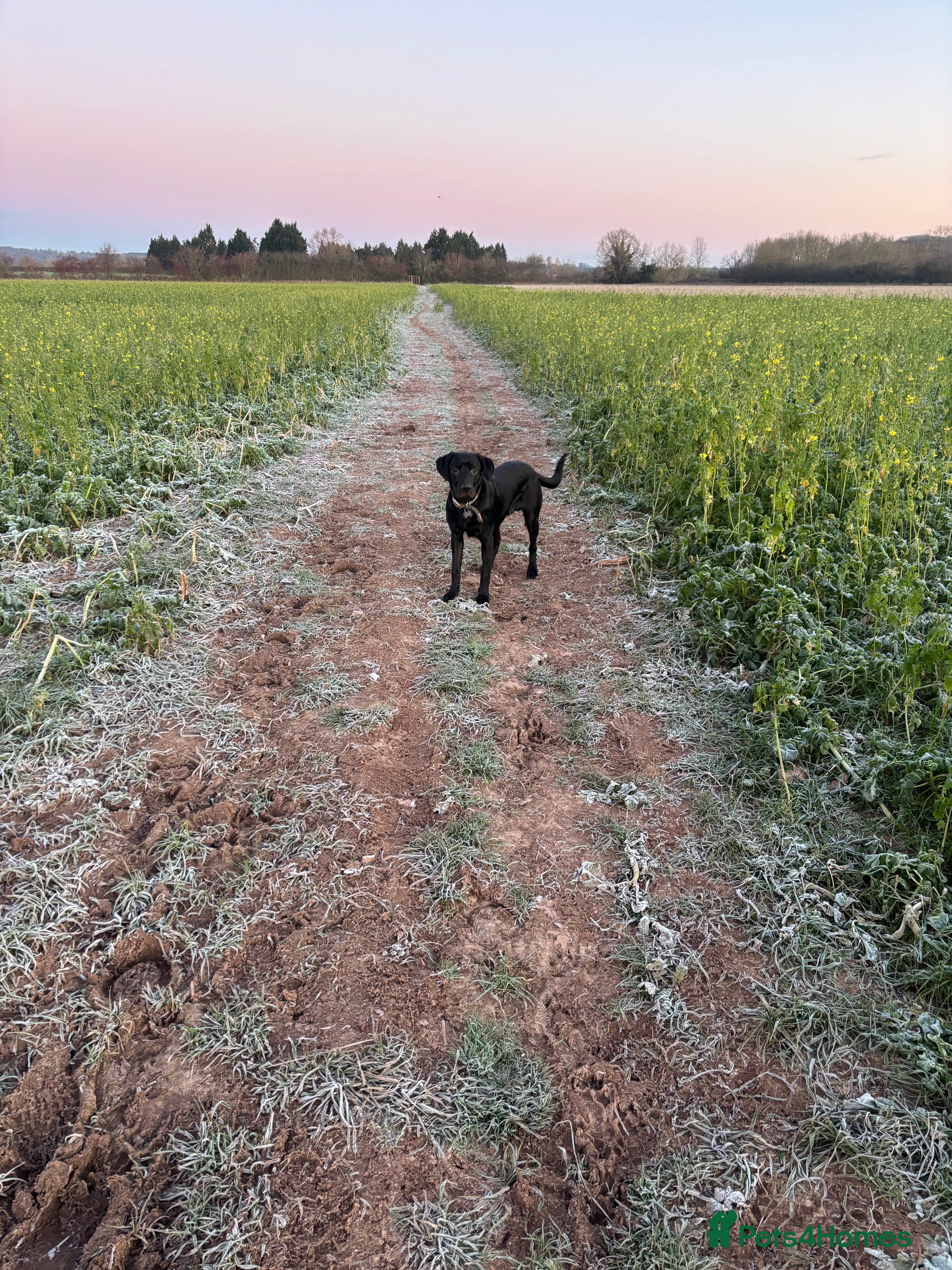 Labrador Retriever dogs 10 month old male Labrador  - Advert 1