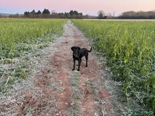 Labrador Retriever dogs 10 month old male Labrador - Advert 1