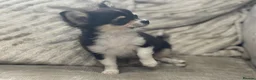 Chihuahua dogs for sale: Loving boy looking for forever home  - Advert 5