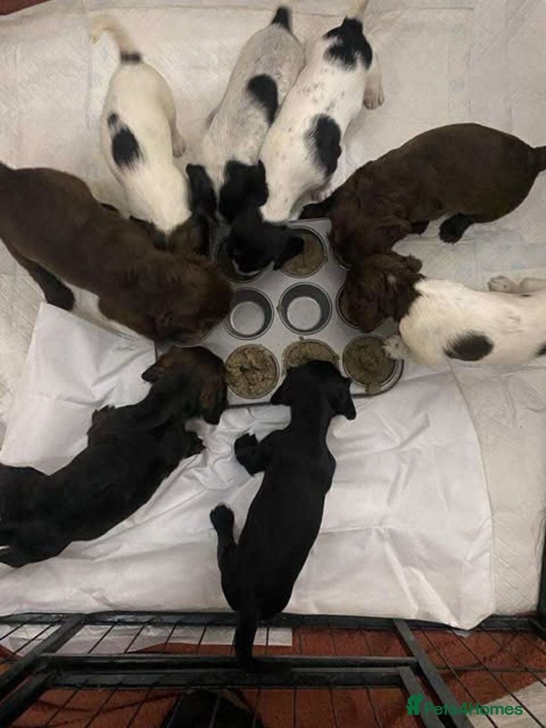 Sprocker dogs for sale: Beautiful Sprocker Puppies Ready 30th December - Advert 4