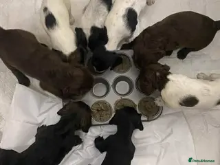 Sprocker dogs Beautiful Sprocker Puppies Ready 30th December - Advert 4