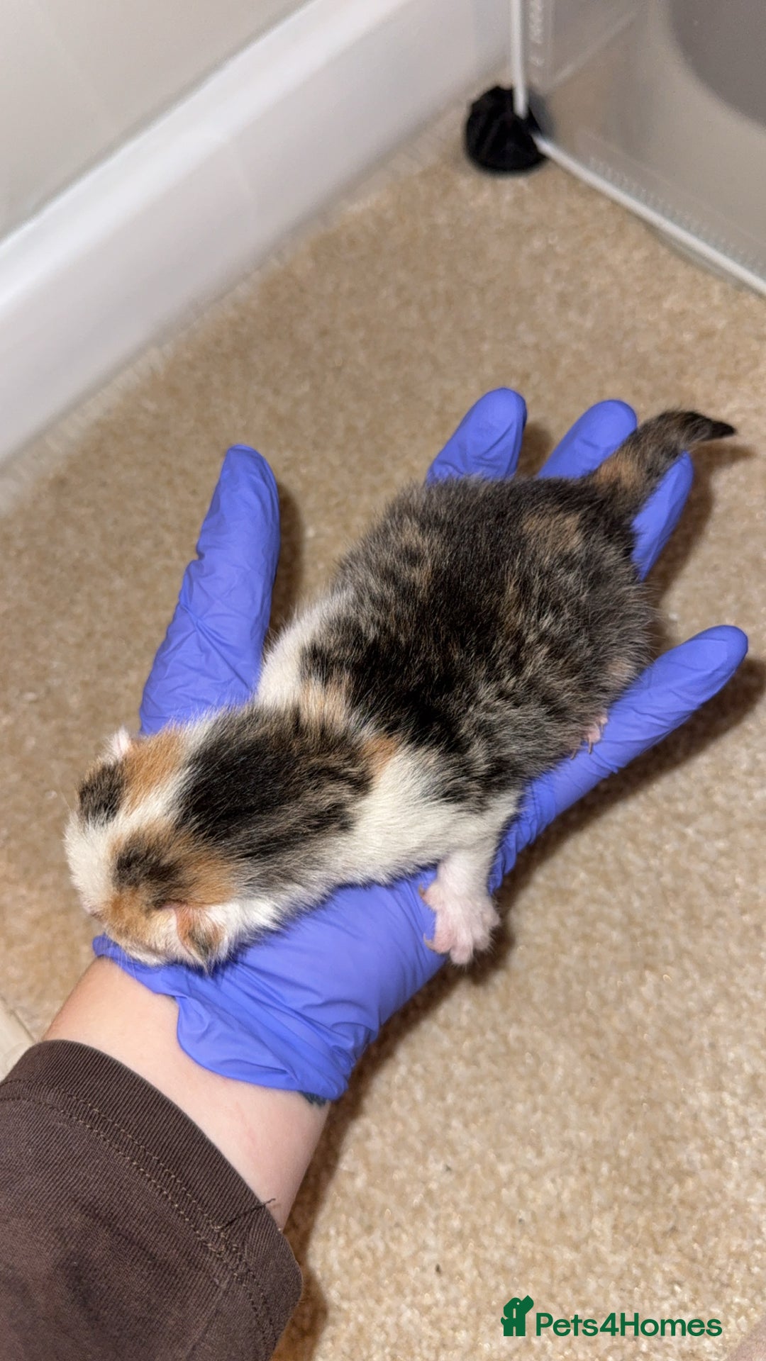 Domestic Shorthair cats for sale: 5 kittens available  - Advert 14