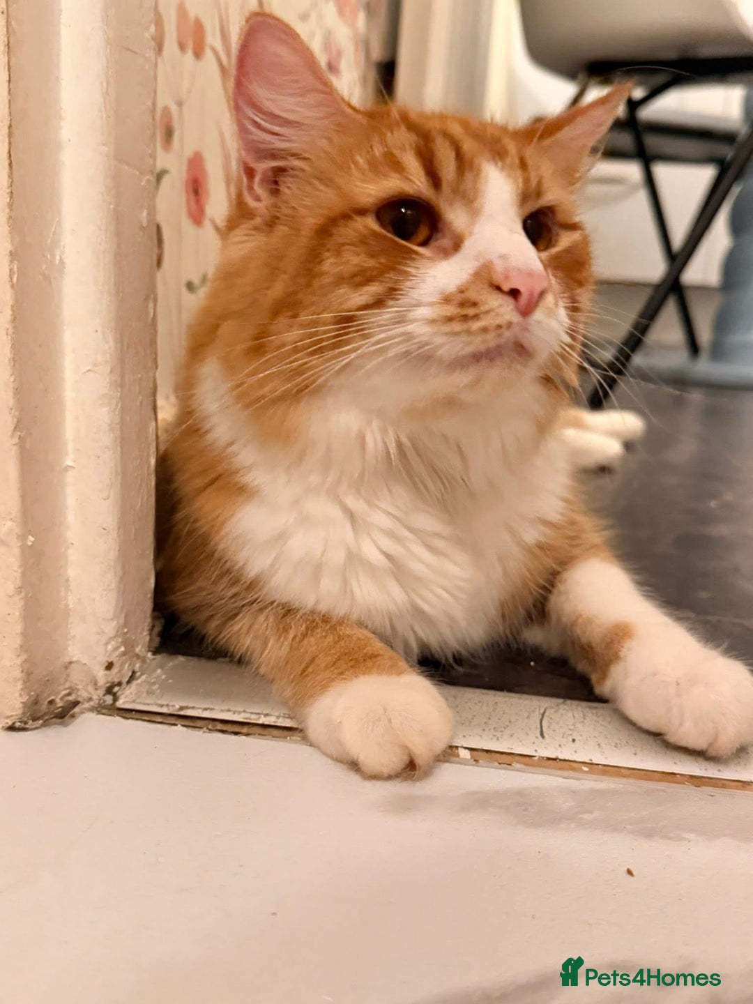 Mixed Breed cats for sale: Long hair ginger and white males  - Advert 12