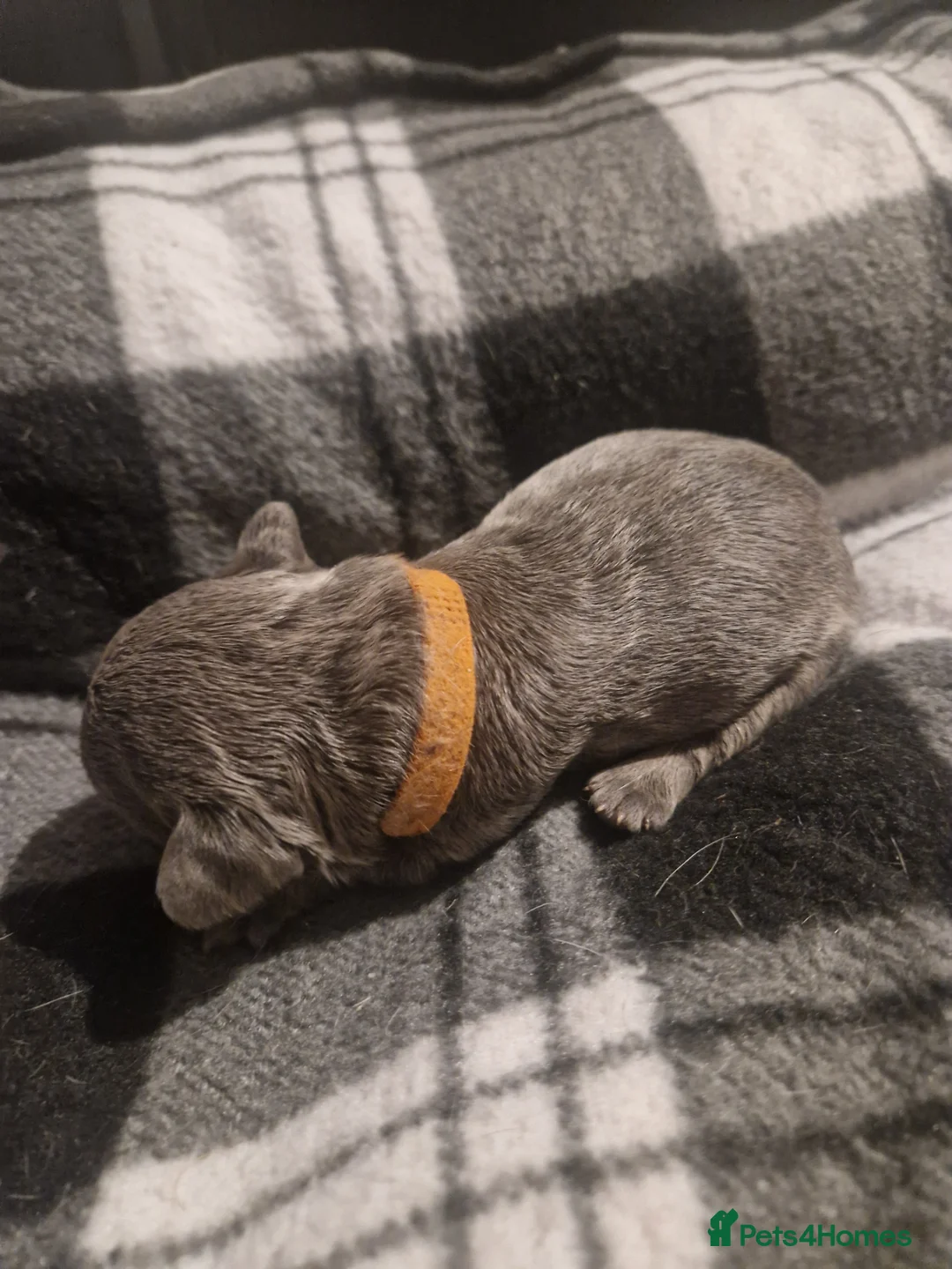 French Bulldog dogs for sale: Lilac blue and merle frenchies  - Advert 7