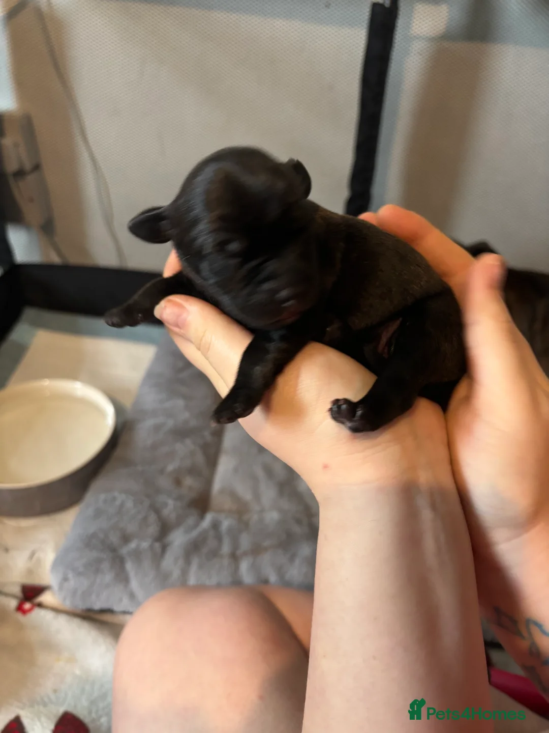 Mixed Breed dogs for sale: Staffy x Labrador Puppies – £700 – Bedford - Advert 4