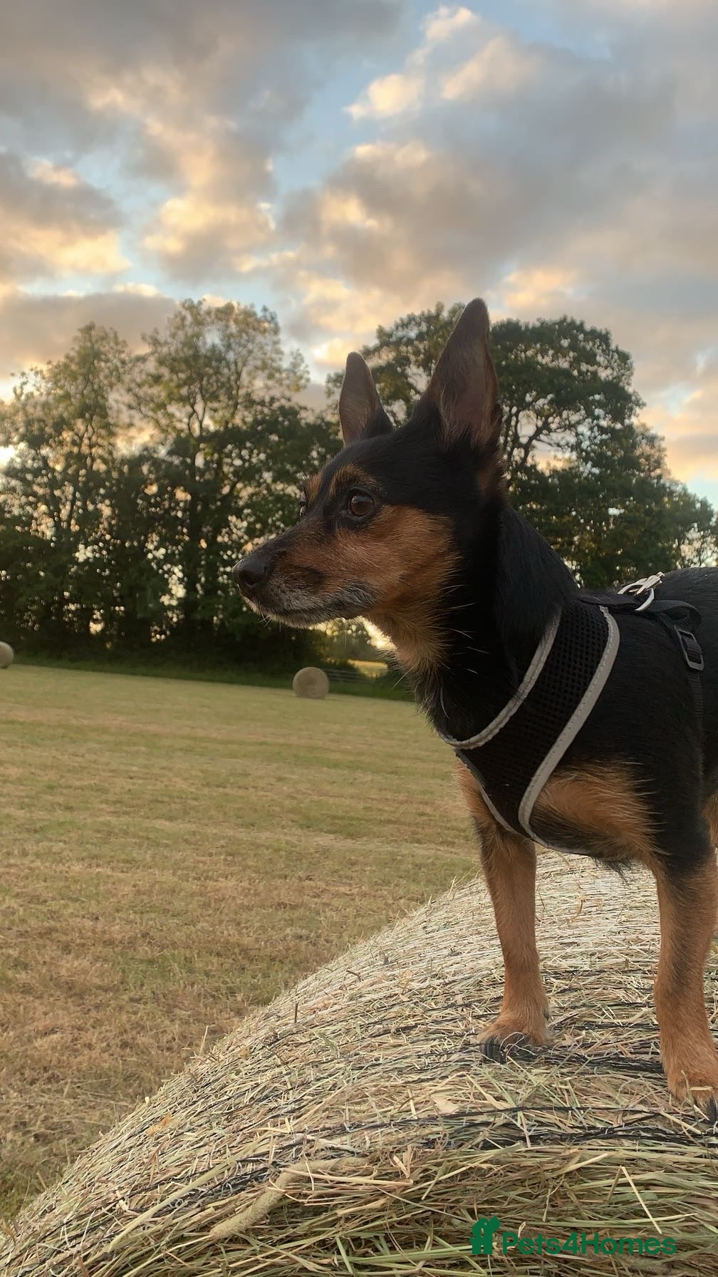 Chorkie dogs Dog for sale - Advert 1