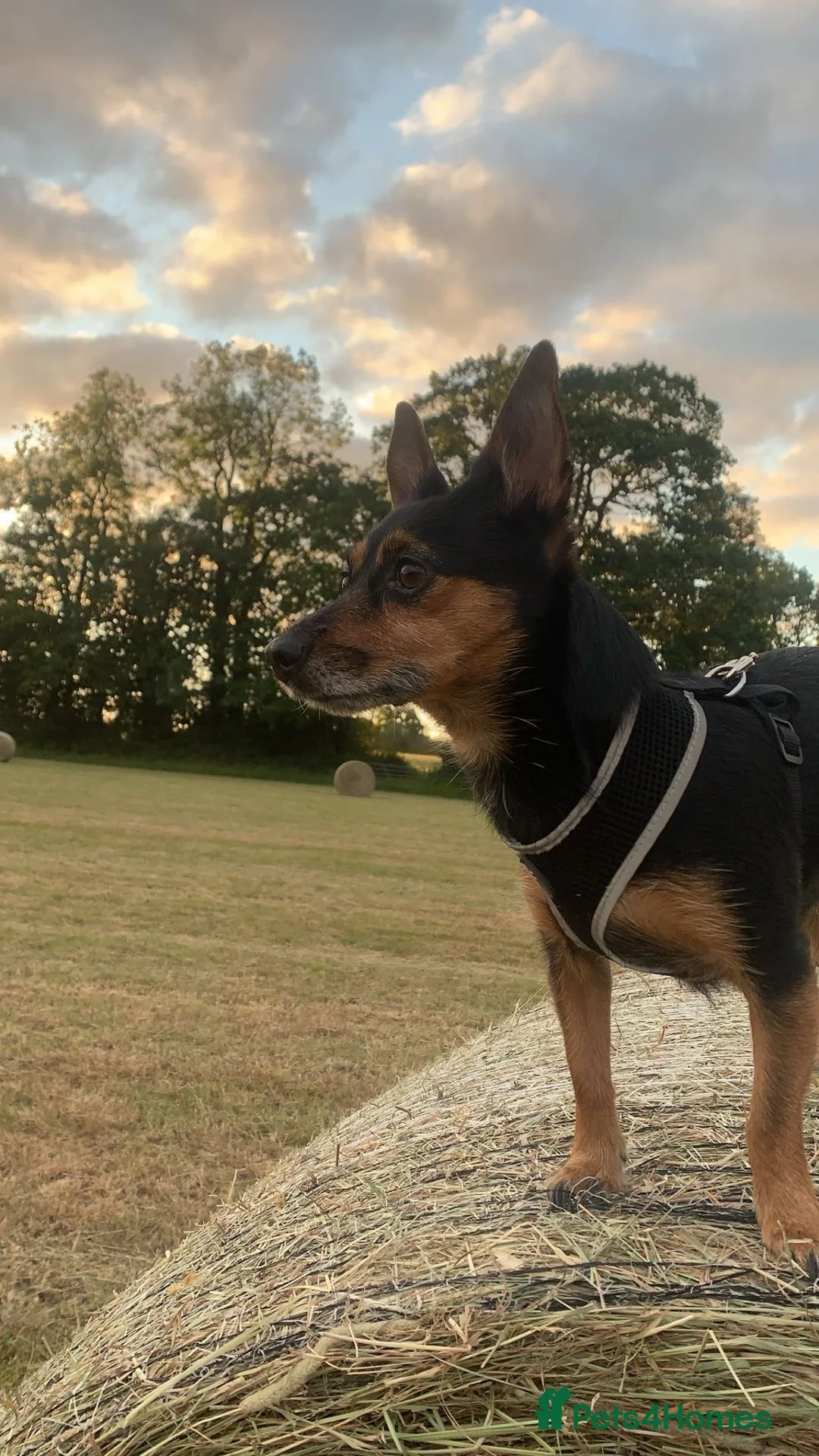 Chorkie dogs for sale: Dog for sale - Advert 1