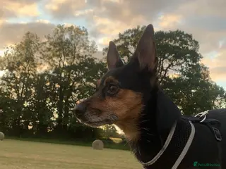 Chorkie dogs Dog for sale - Advert 1