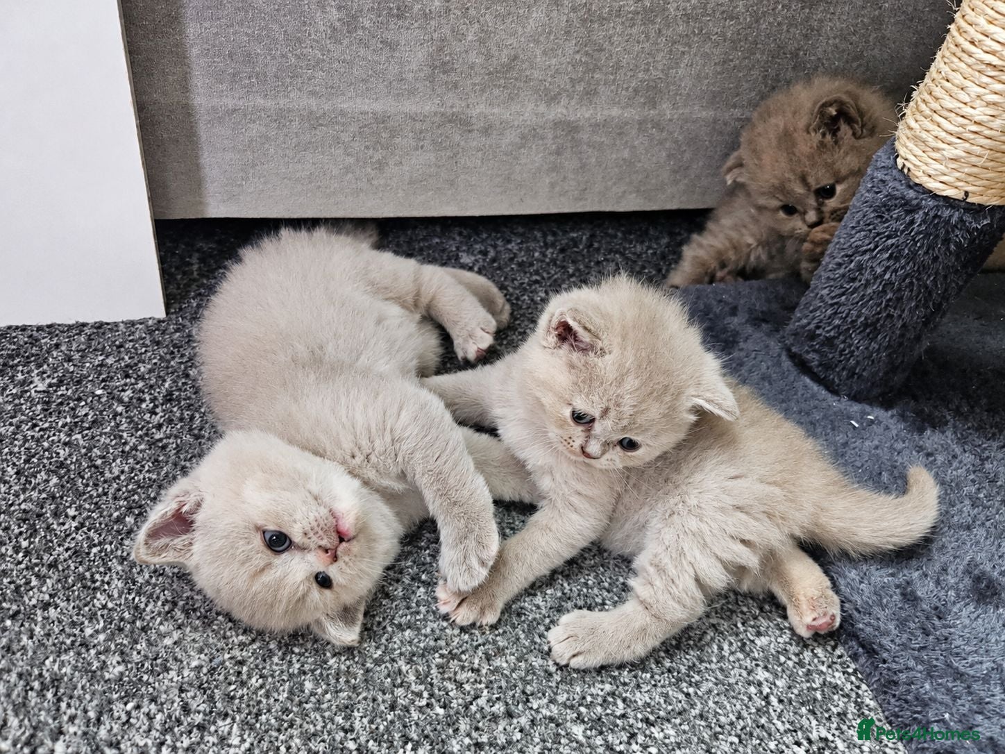 British Shorthair cats  British shorthair  - Advert 2