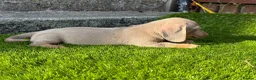 Miniature Dachshund dogs for sale: ❤️Adorable Isabella Miniature Dachshund Puppies 🐶 - Advert 10