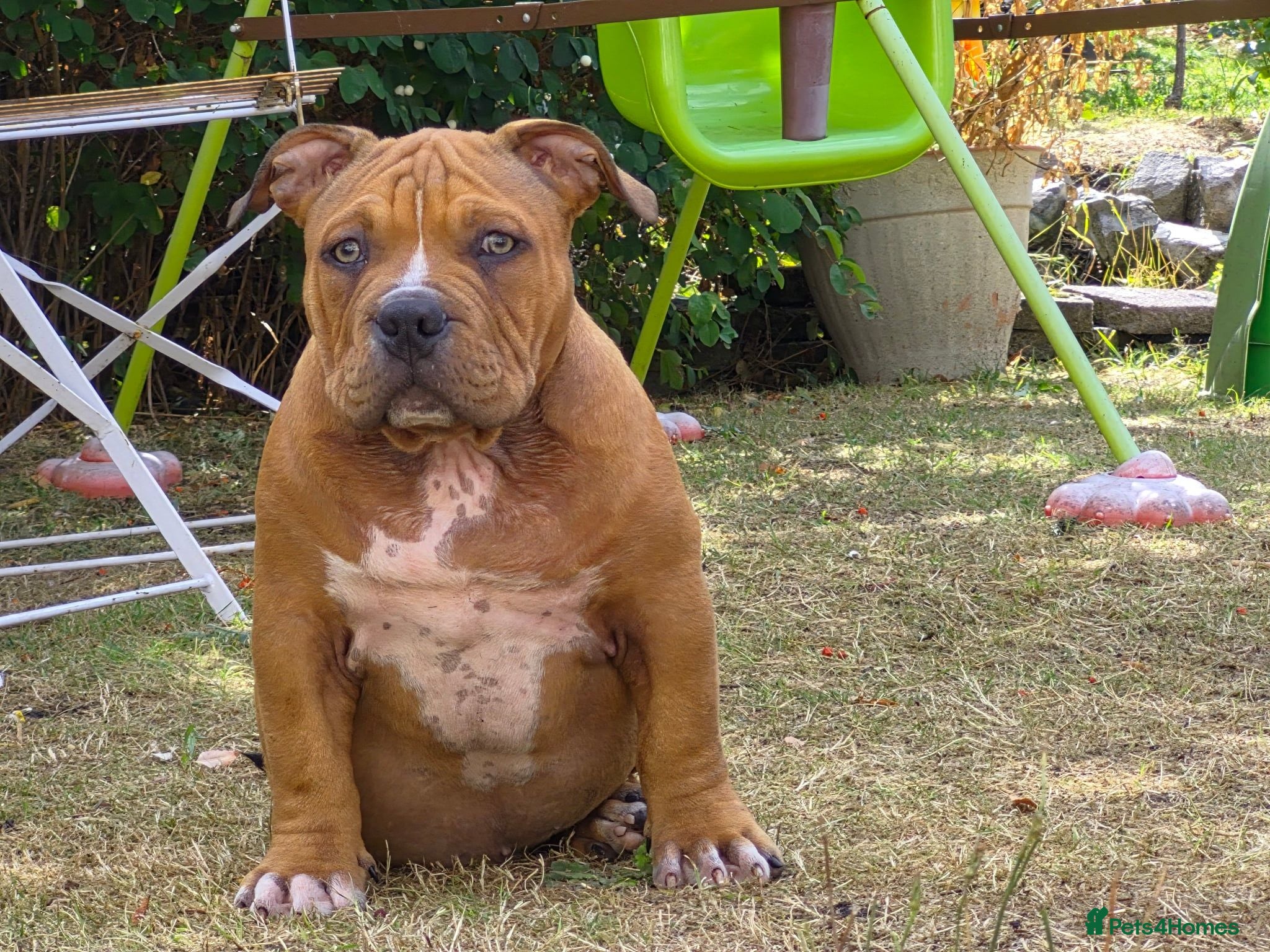 American Bully dogs American Pocket Bully’s  - Advert 7