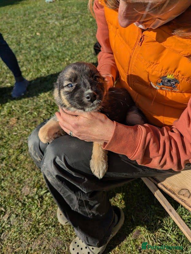 Mixed Breed dogs Pocahontas for adoption - Advert 1