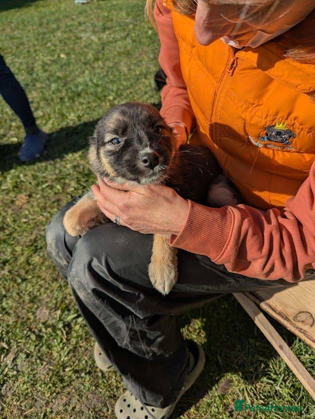 Mixed Breed dogs for adoption: Pocahontas for adoption - Advert 1