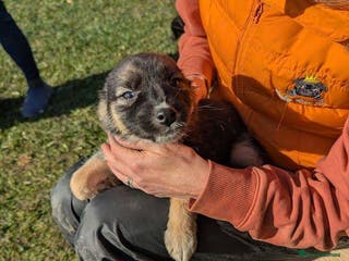 Mixed Breed dogs Pocahontas for adoption - Advert 1