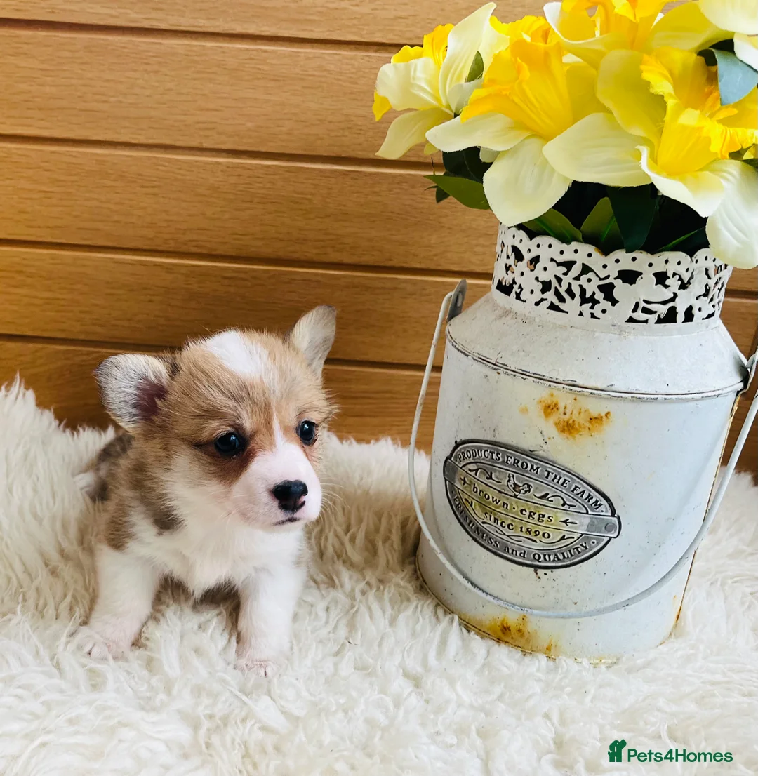 Welsh Corgi Pembroke dogs for sale: KC reg Welsh Corgi Pembroke puppies - Advert 5