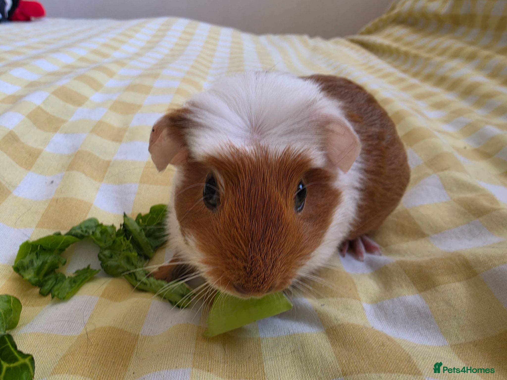 Guinea Pig rodents 2 boys rtl.  - Advert 1