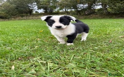 Border Collie dogs for sale: Border collies puppies - Image 31