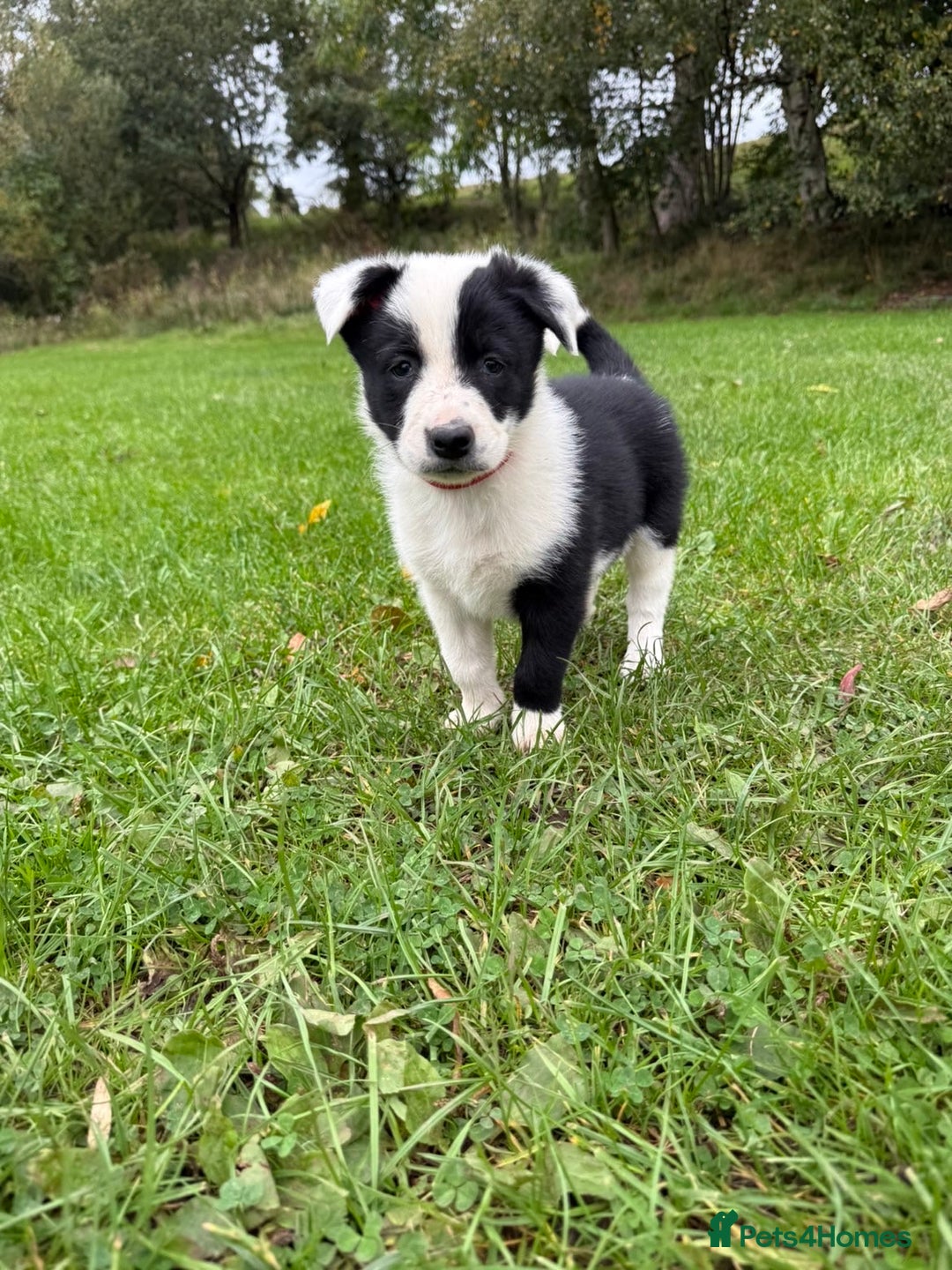 Border Collie dogs for sale: Border collies puppies - Image 31