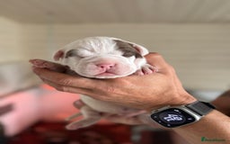 Olde English Bulldogge dogs for sale: Olde English Bulldogge puppies - Image 11