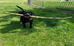 Labrador Retriever dogs for stud: Riley in Leicester - Image 1