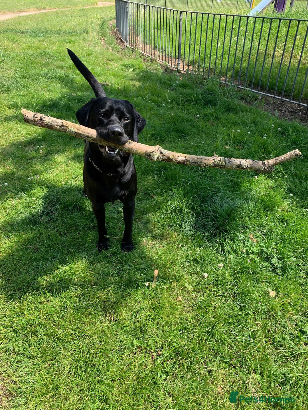 Labrador Retriever dogs for stud: Riley in Leicester - Image 1