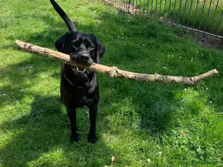 Labrador Retriever dogs Riley in Leicester - Advert 3