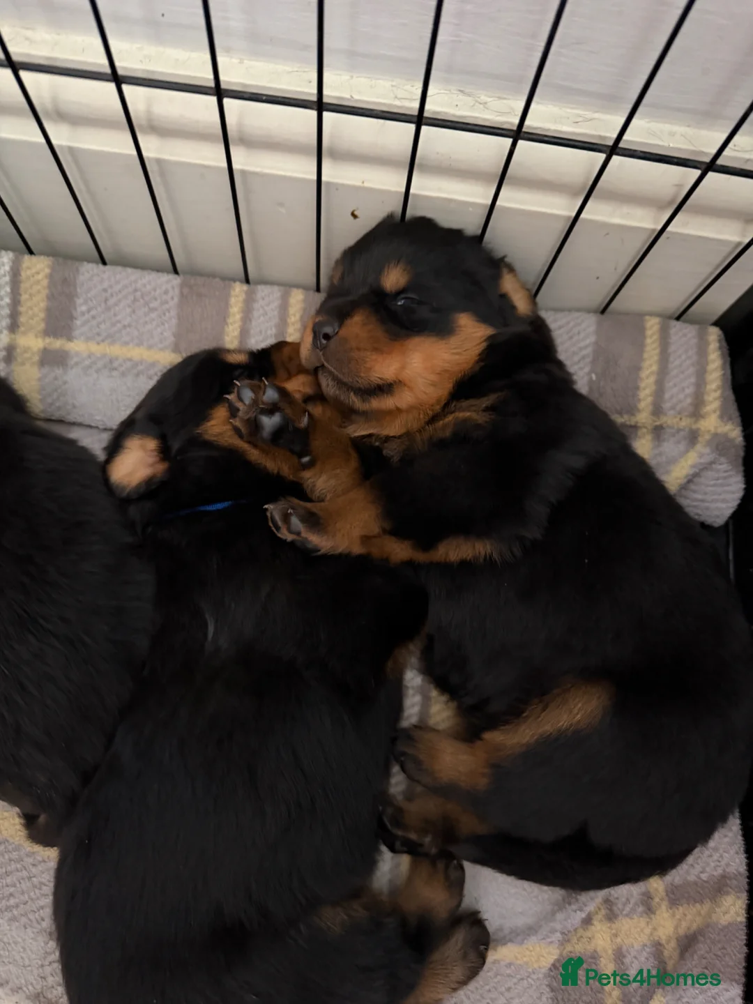 Rottweiler dogs for sale: Rottweiler puppies  - Advert 5