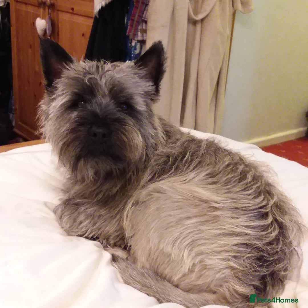 Cairn Terrier dogs for stud: Champion bloodline, KC registered Cairn for stud. in Hope Valley - Image 10