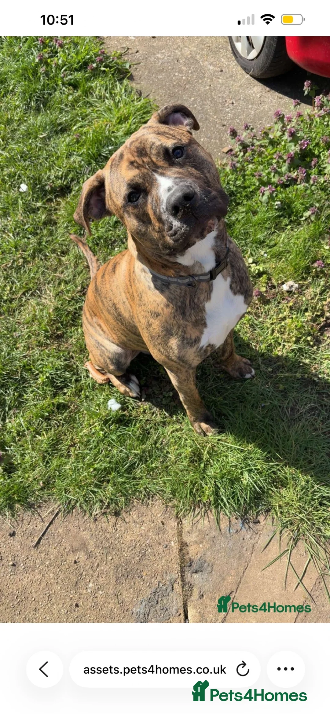 Mixed Breed dogs for sale: Bull boxer - Advert 2