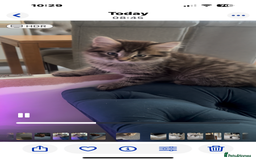 Mixed Breed cats for sale: Mix breed beautiful kittens - Image 7