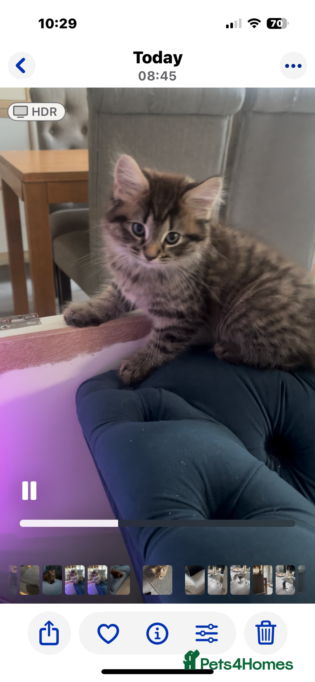 Mixed Breed cats for sale: Mix breed beautiful kittens - Image 7