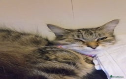 Persian cats for sale: Long haired tabby persain  - Image 4