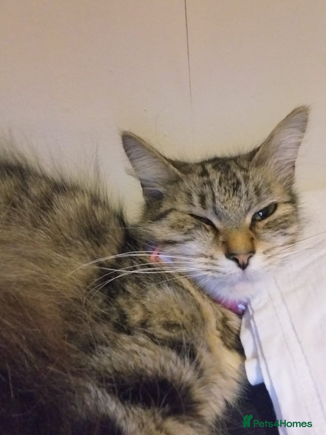 Persian cats for sale: Long haired tabby persain  - Image 4