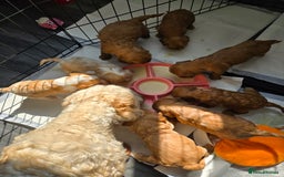 Cavapoo dogs for sale: F1 cavapoo - Image 3