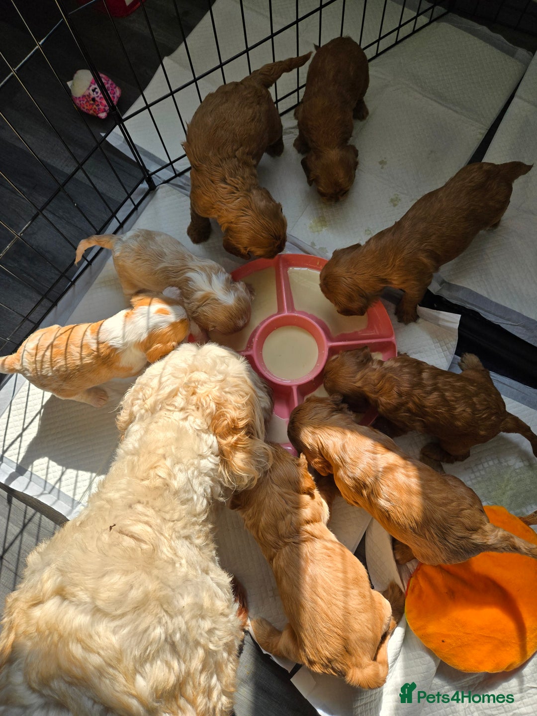 Cavapoo dogs for sale: F1 cavapoo - Image 3