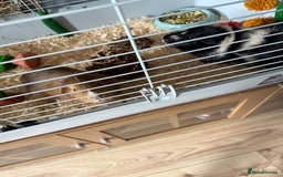 Guinea Pig rodents for sale: 2 male guinea pigs  - Image 3