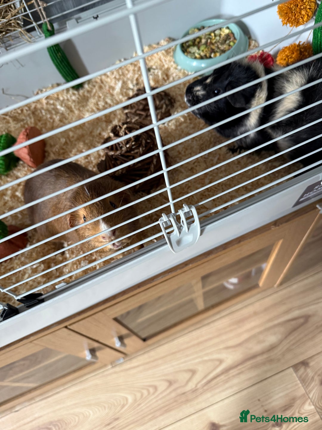 Guinea Pig rodents for sale: 2 male guinea pigs  - Image 3