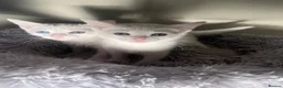 Turkish Angora cats for sale: Kittens for sale  - Advert 7