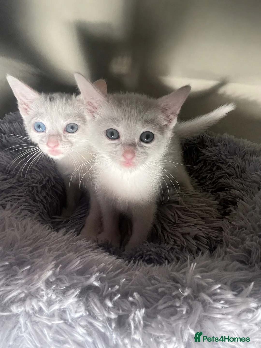 Turkish Angora cats for sale: Kittens for sale  - Advert 7
