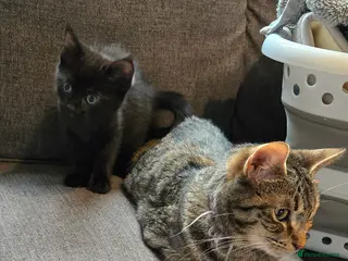 Mixed Breed cats why doesn't anyone want black kittens. black/tabby - Advert 5