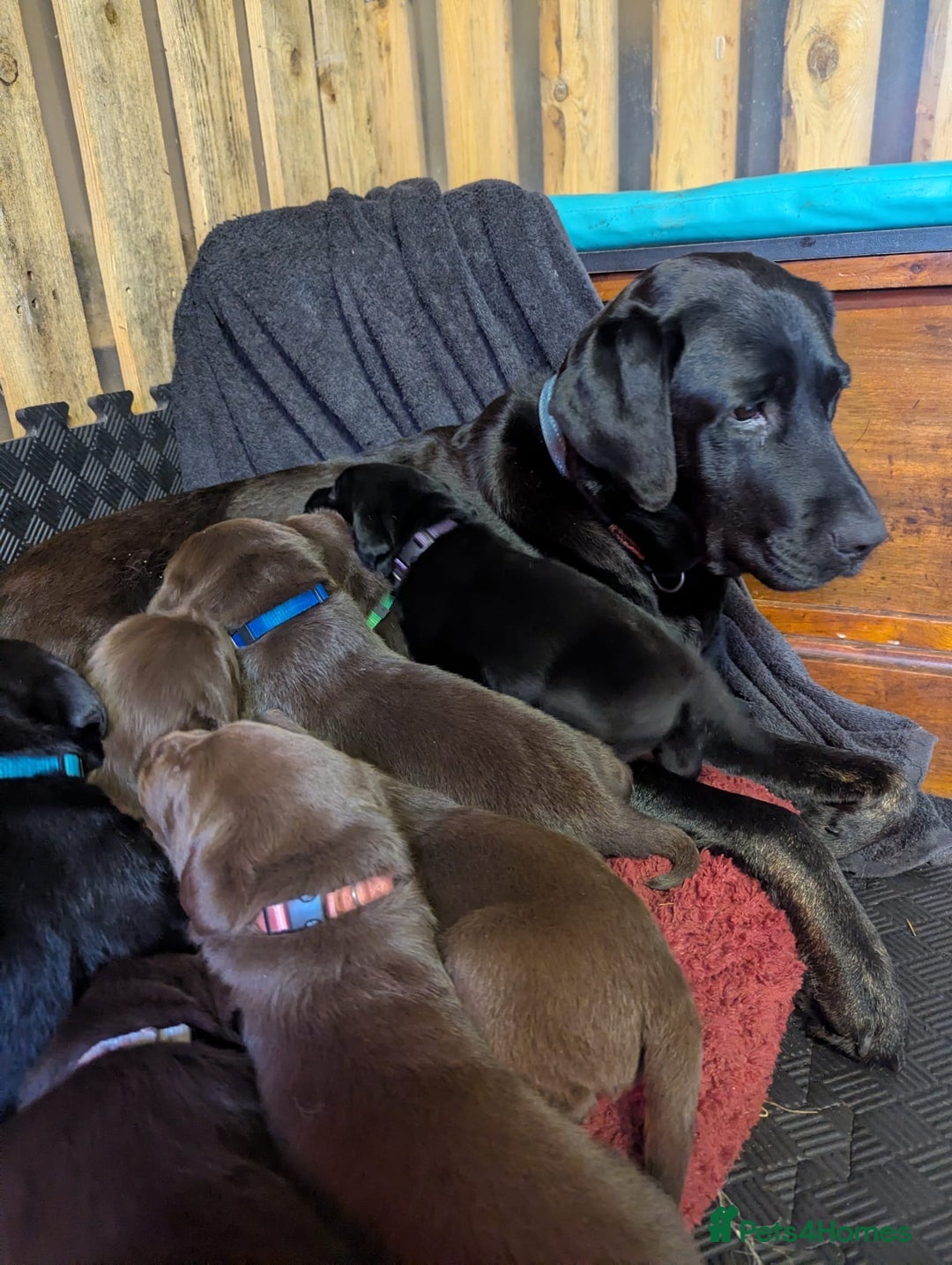 Labrador Retriever dogs for sale: Labrador puppies for sale (black and chocolate)  - Advert 5