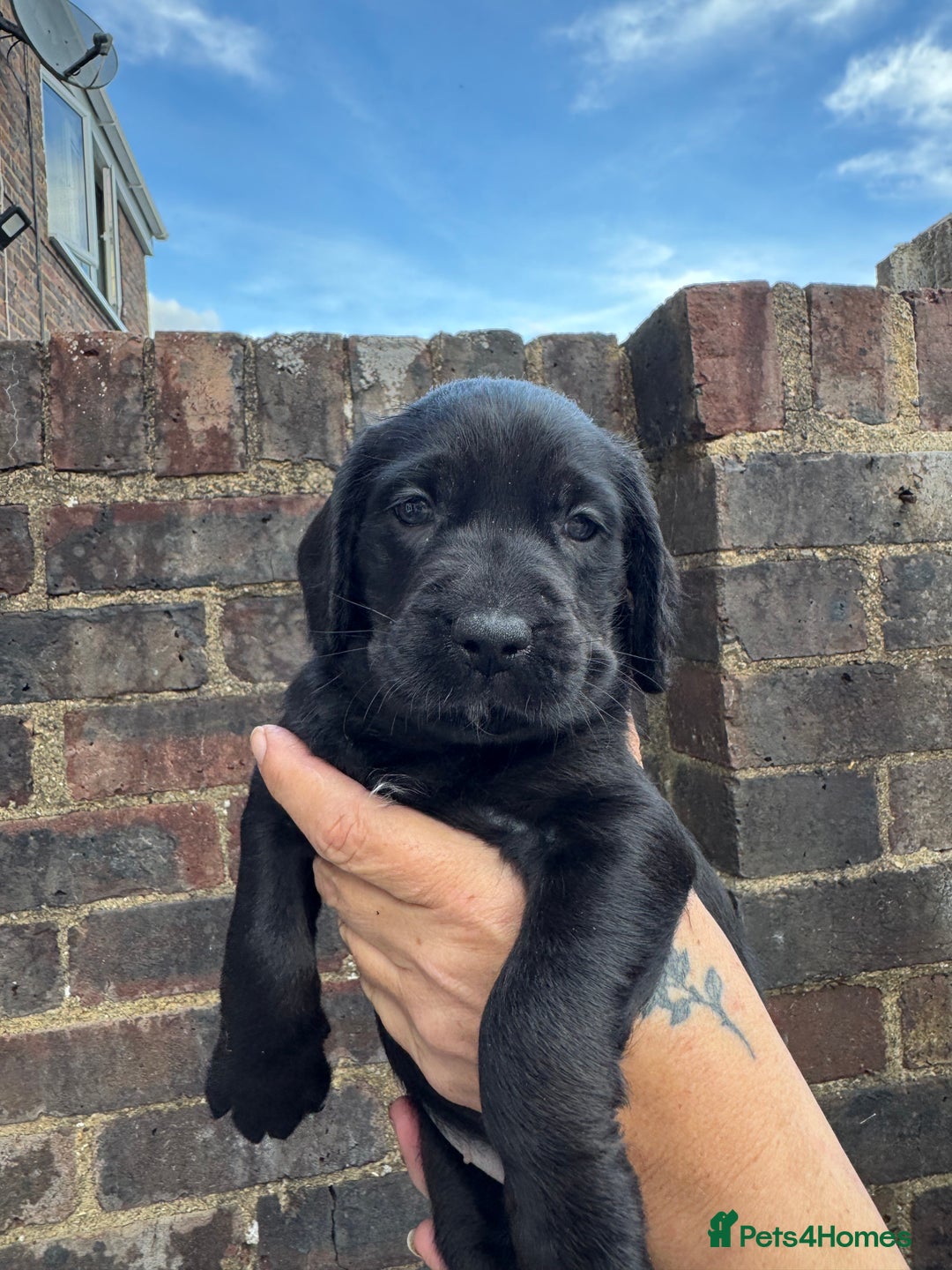 Mixed Breed dogs for sale: Beautiful unique puppies last girl left  - Advert 8