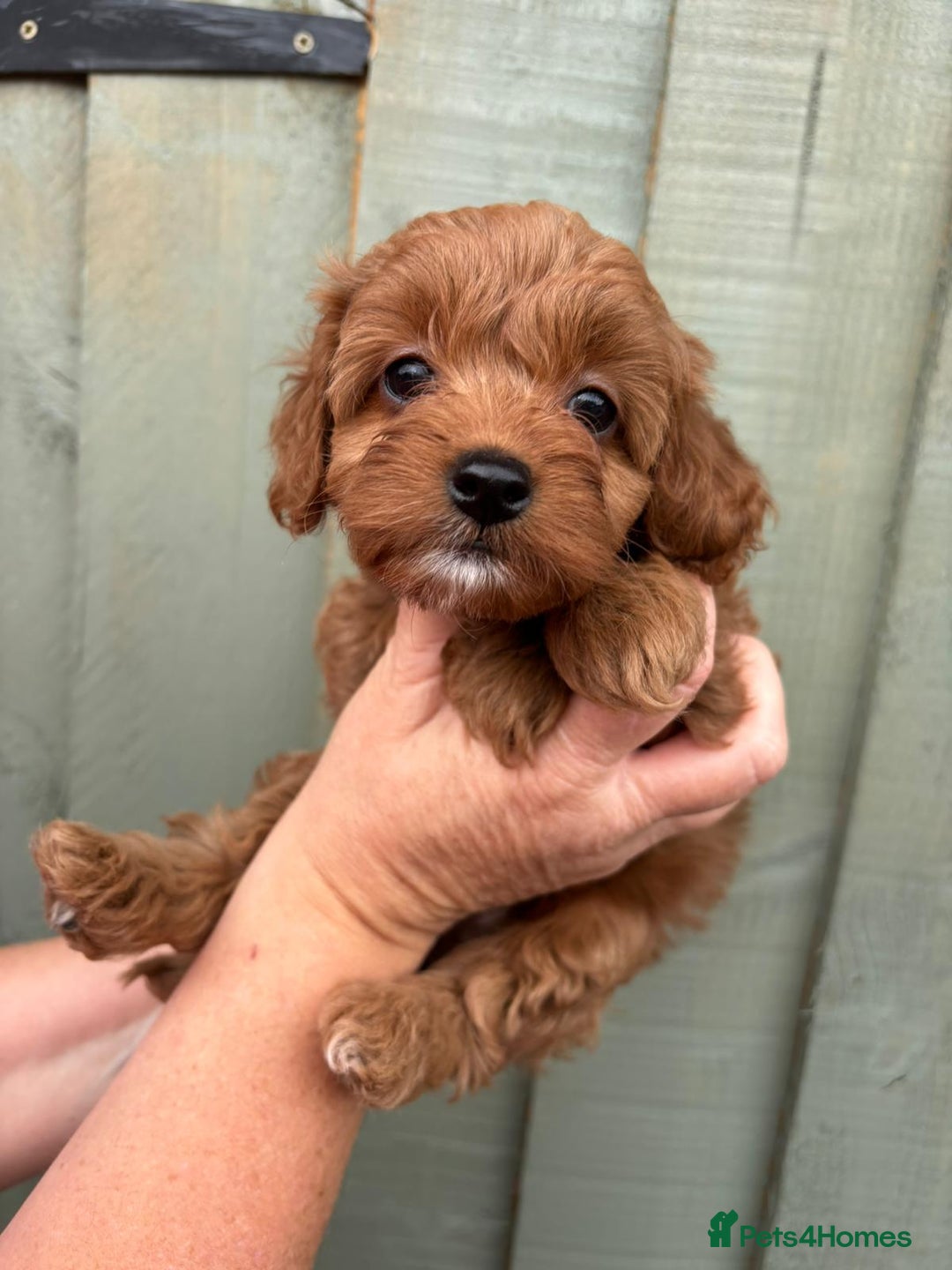 Cockapoo dogs for sale: ❤️ Tiny Deep Red Miniature F1b Cockapoo Pup's  - Image 30