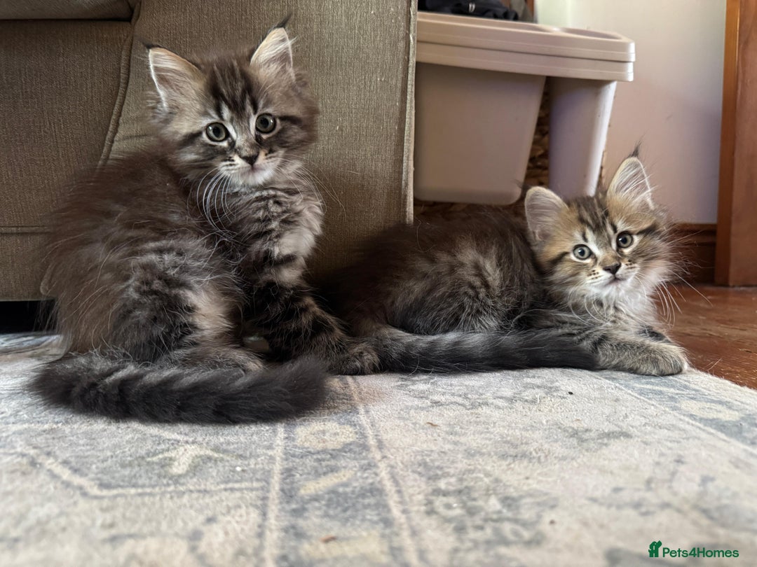 Maine Coon cats for sale:      💖LAST BEAUTIFUL BABY GIRL💖  - Image 30