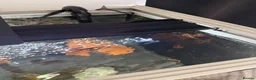 Cichlids fish for sale: Eheim vivaline 240 full set up & fish in Plymouth - Advert 8