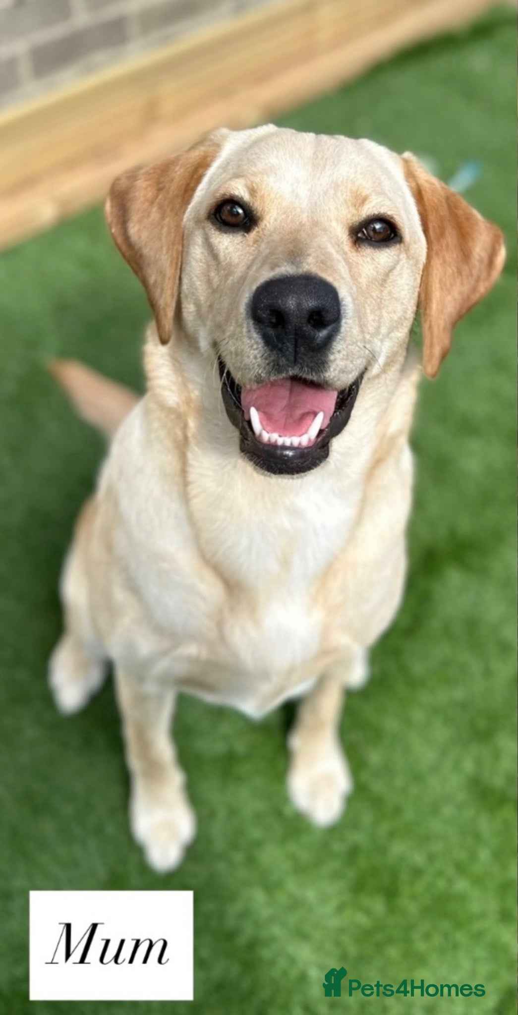 Labrador Retriever dogs for sale: Exceptional KC Reg Labrador Puppies – Due July 4th - Advert 1